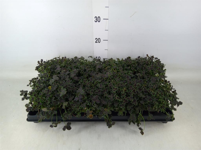 <h4>Trifolium repens 'Dark Debbie'</h4>