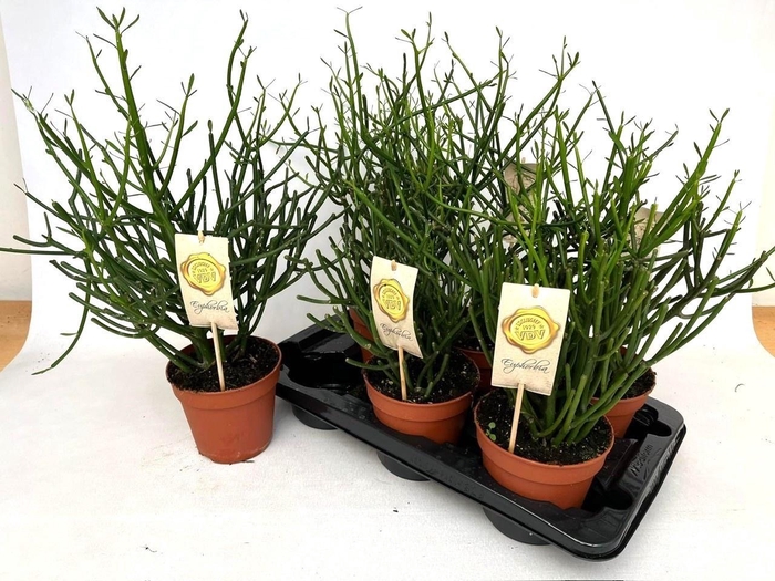 <h4>EUPHOR TIRUCALLI</h4>