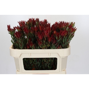 Leucadendron Blush Spray