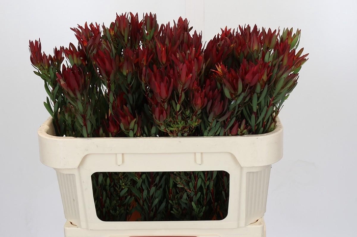 <h4>Leucadendron Blush Spray</h4>