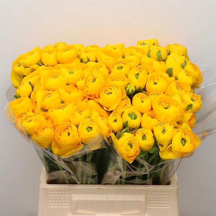 <h4>Ran Su Omega Yellow</h4>