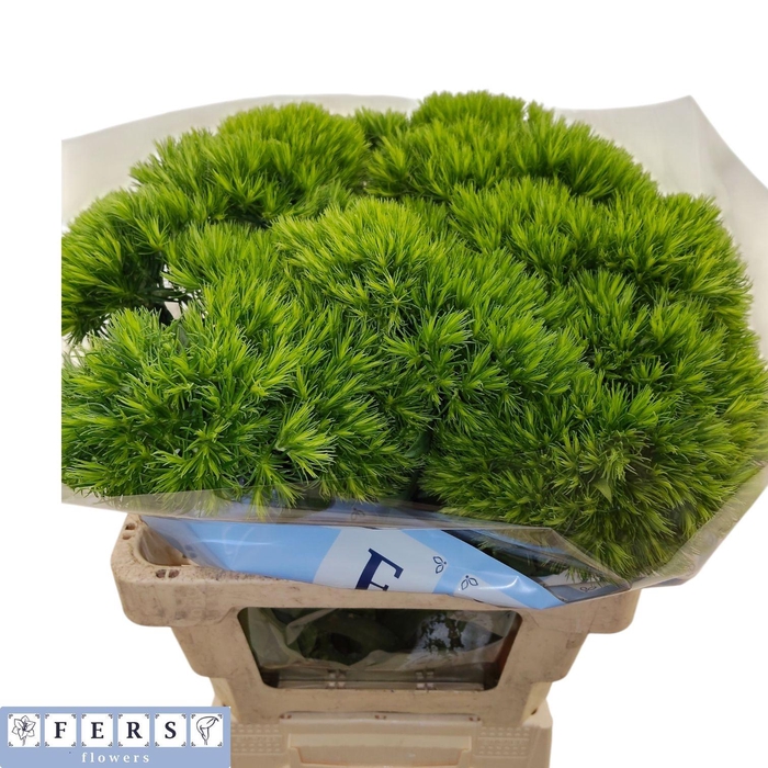 <h4>DI BARB GREEN WICKY</h4>