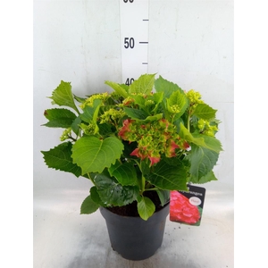 Hydrangea mac. 'Hi Fire'