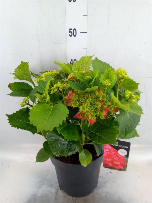 <h4>Hydrangea mac. 'Hi Fire'</h4>
