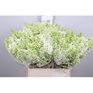 Syr V Mme Fl Stepman 4+