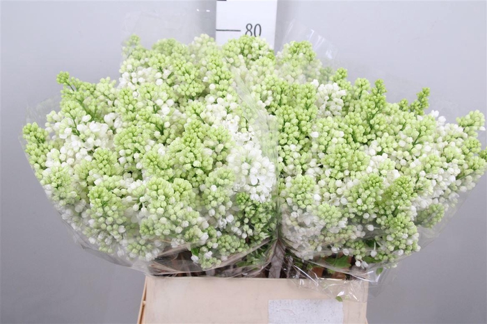 <h4>Syr V Mme Fl Stepman 4+</h4>