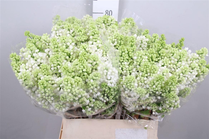 <h4>Syr V Mme Fl Stepman 2+</h4>