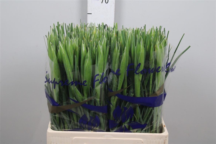 <h4>Iris Apollo</h4>