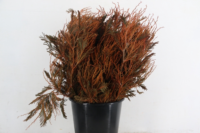 <h4>ACACIA MIMOSA DEALBATA ORANGE 200GR</h4>