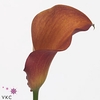Calla Orange Beauty