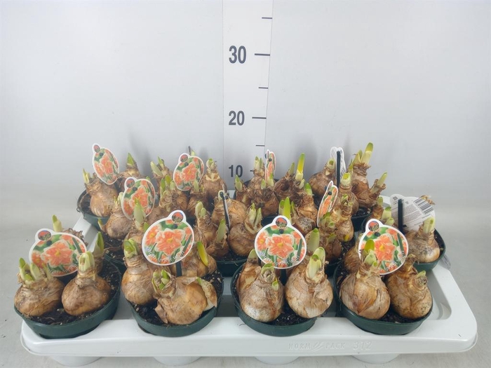 <h4>Narcissus   ...</h4>