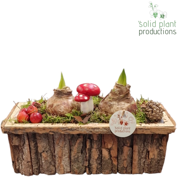 <h4>BRMA002 Amaryllis Bark R Medium Brown</h4>