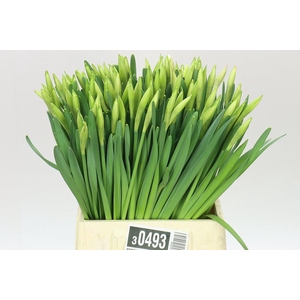 Narcissus En Wedding Bell