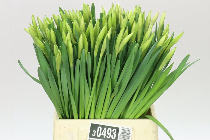 <h4>Narcissus En Wedding Bell</h4>