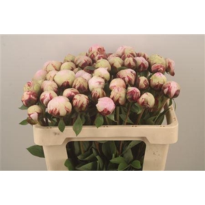 Paeo L Reine Hortens Ex