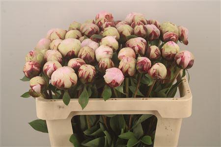 <h4>Paeo L Reine Hortens Ex</h4>