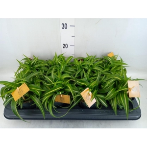 Chlorophytum com. 'Bonnie'