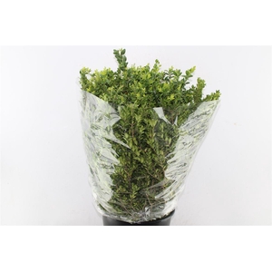 Buxus 400 Gram