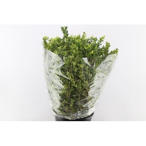 Buxus 300 Gram