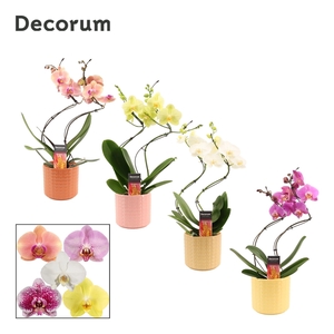 Phalaenopsis hurricane mix in Kaya Sympathetic moods-collection)