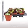 Sempervivum Quattro