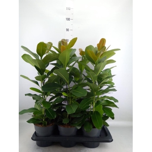 Ficus microcarpa 'Smile'