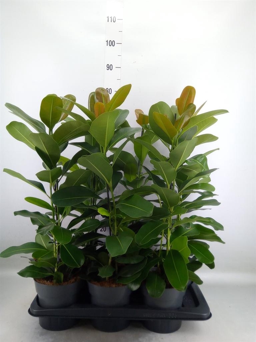 <h4>Ficus microcarpa 'Smile'</h4>