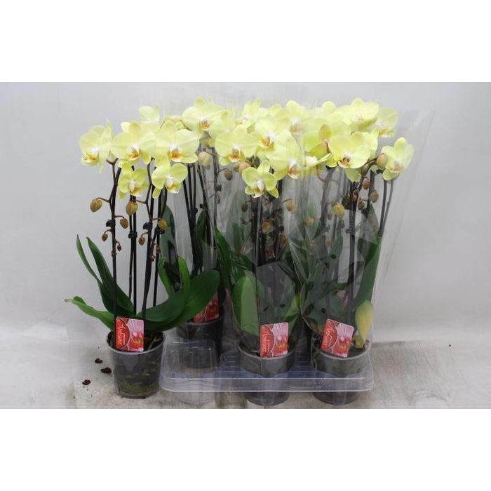<h4>PHAL EL CASCADE</h4>
