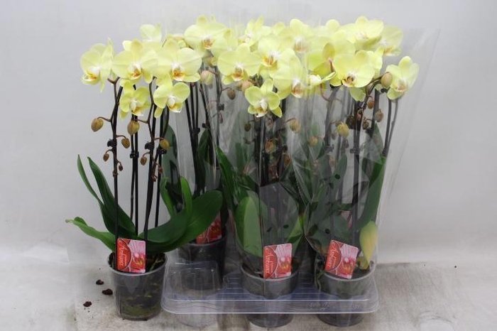 PHAL EL CASCADE