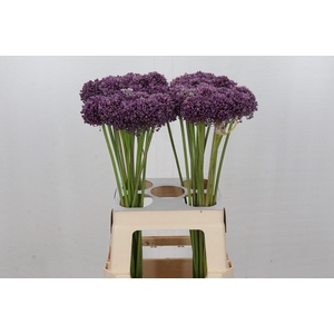 ALLIUM MRS BOUQUET
