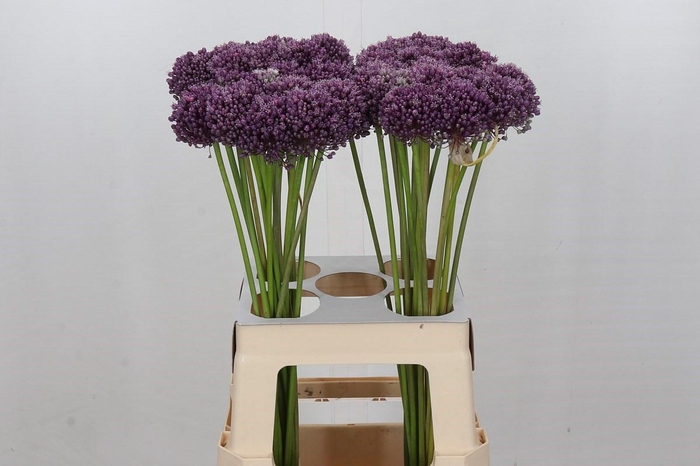 <h4>ALLIUM MRS BOUQUET</h4>