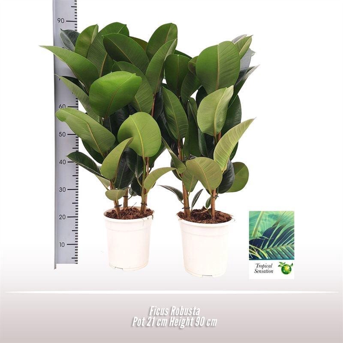 <h4>Ficus Robusta</h4>