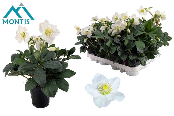 <h4>Helleborus niger Christmas Carol</h4>