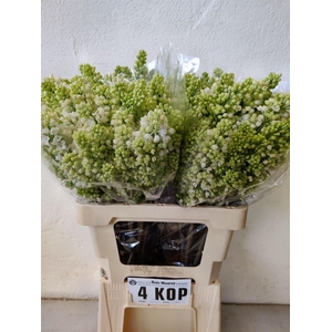 Syr V Mme Fl Stepman