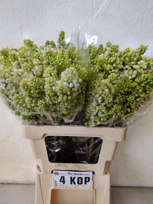 <h4>Syr V Mme Fl Stepman</h4>