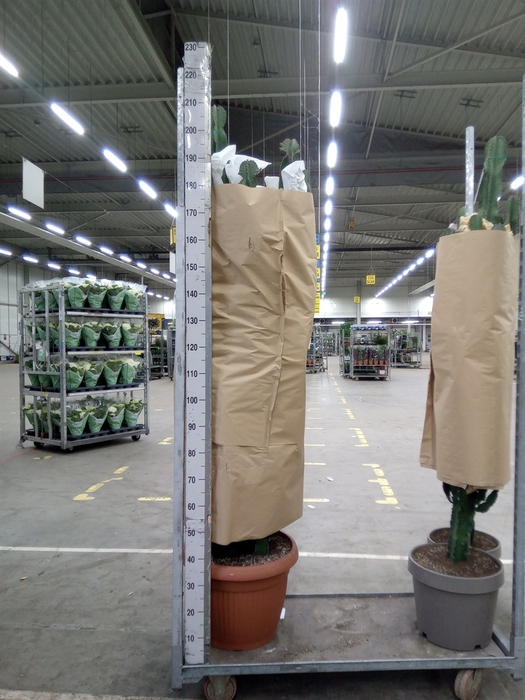 <h4>Euphorbia   ...</h4>