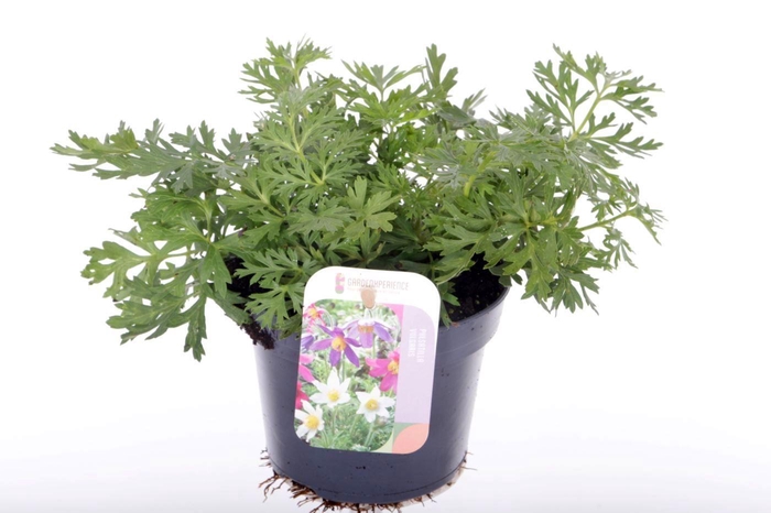 <h4>Pulsatilla vulgaris</h4>