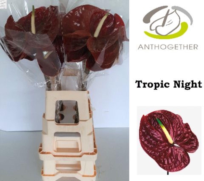 <h4>Anthurium andr. 'Tropic Night'</h4>