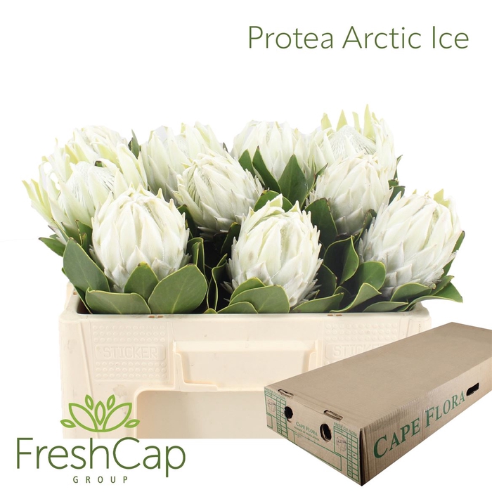 <h4>Protea Arctic Ice</h4>