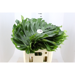 FOLHAGEM MONSTERA DELICIOSA 060 CM