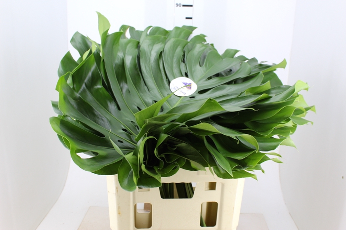 FOLHAGEM MONSTERA DELICIOSA 060 CM