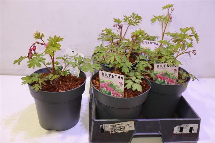 <h4>Dice Spectabilis</h4>