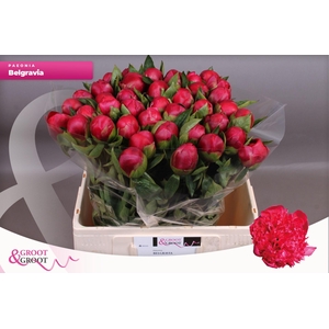 Paeonia Belgravia | XXL