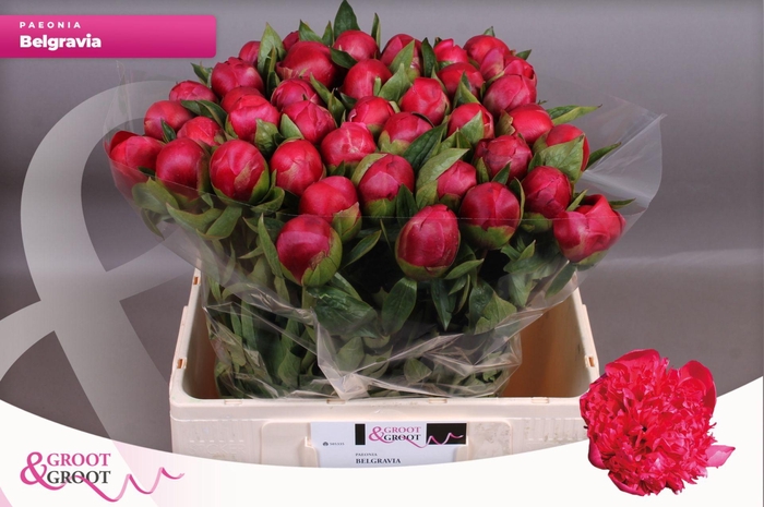 <h4>Paeonia Belgravia | XXL</h4>