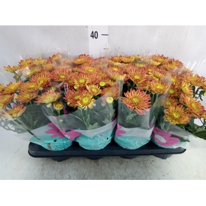 Chrysanthemum  'Artistic Pomona'