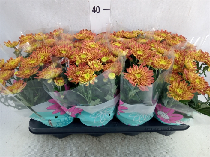<h4>Chrysanthemum  'Artistic Pomona'</h4>