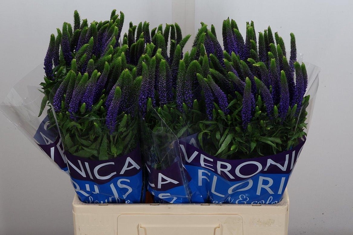 <h4>Veron Smart Diana</h4>