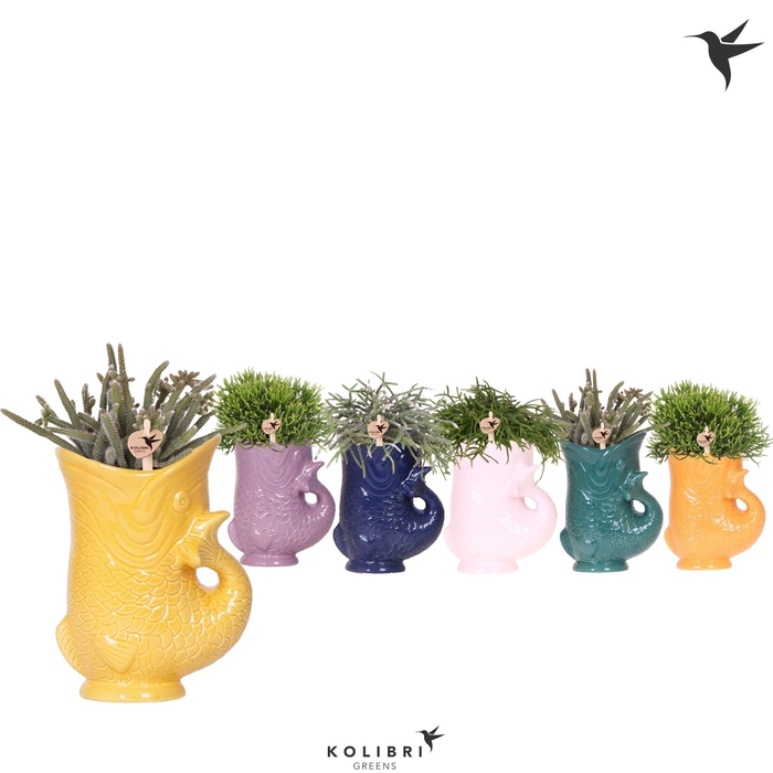 <h4>Kolibri Greens Rhipsalis mix in Fish pot mix</h4>