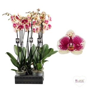 Phalaenopsis Kahlo - 2 tak 70cm
