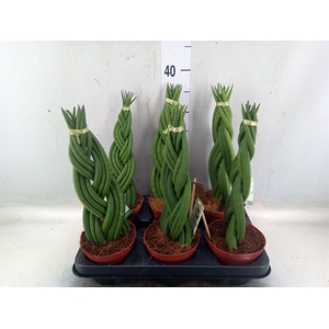 Sansevieria cyl.  ...